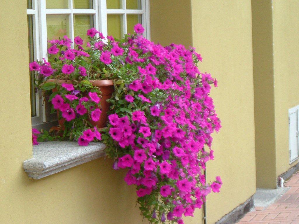 Hotel Del Fiume Cannobio Exterior foto